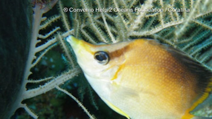 fishesDisk (27)_179